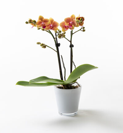 Gyllen midi orkidé i potte